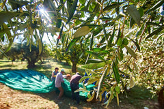 Bio Olivenöl Abo 3l Extra natives Olivenöl aus Italien, Kalabrien | von Torchia