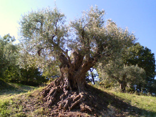 Majatica-Olivenbaum