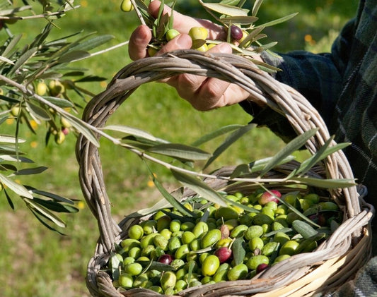 Oliven-Ernte-Apulien-Poggio-Reale