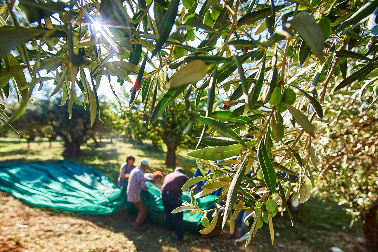 Bio Olivenöl Abo 3l Extra natives Olivenöl aus Italien, Kalabrien | von Torchia