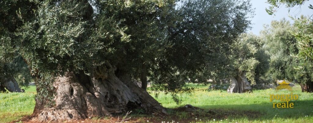 Extra Natives Bio Olivenöl aus Apulien von Poggio Reale