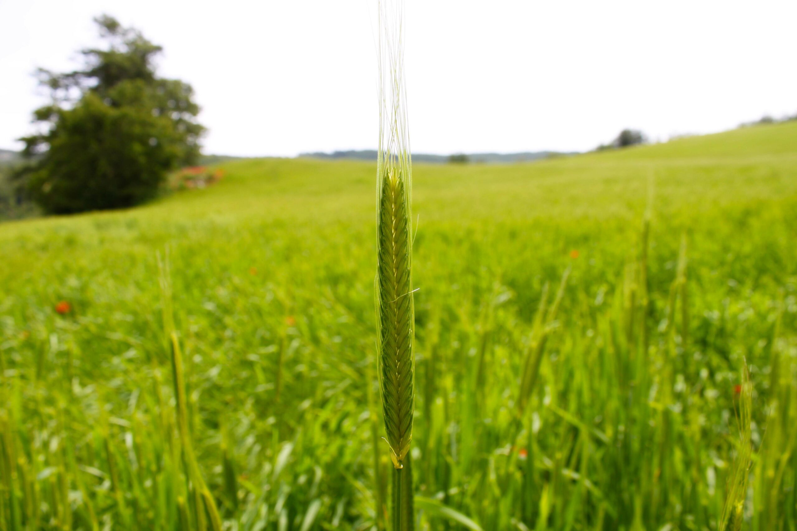 Bio Dinkel Einkorn Anbaufläche